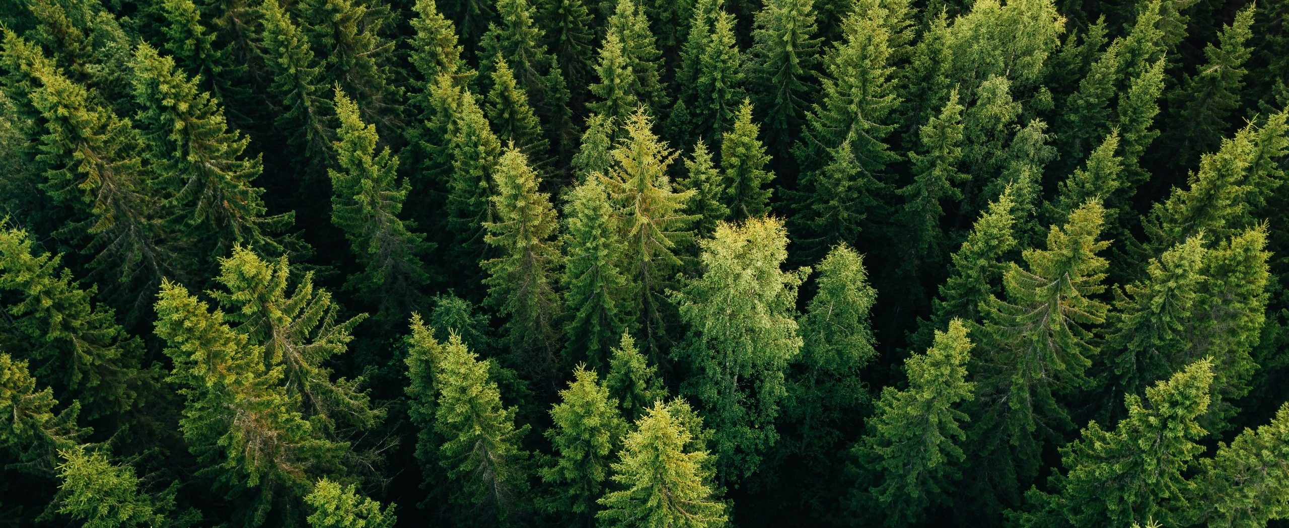Leitfaden zur EU-Entwaldungsverordnung (EUDR)