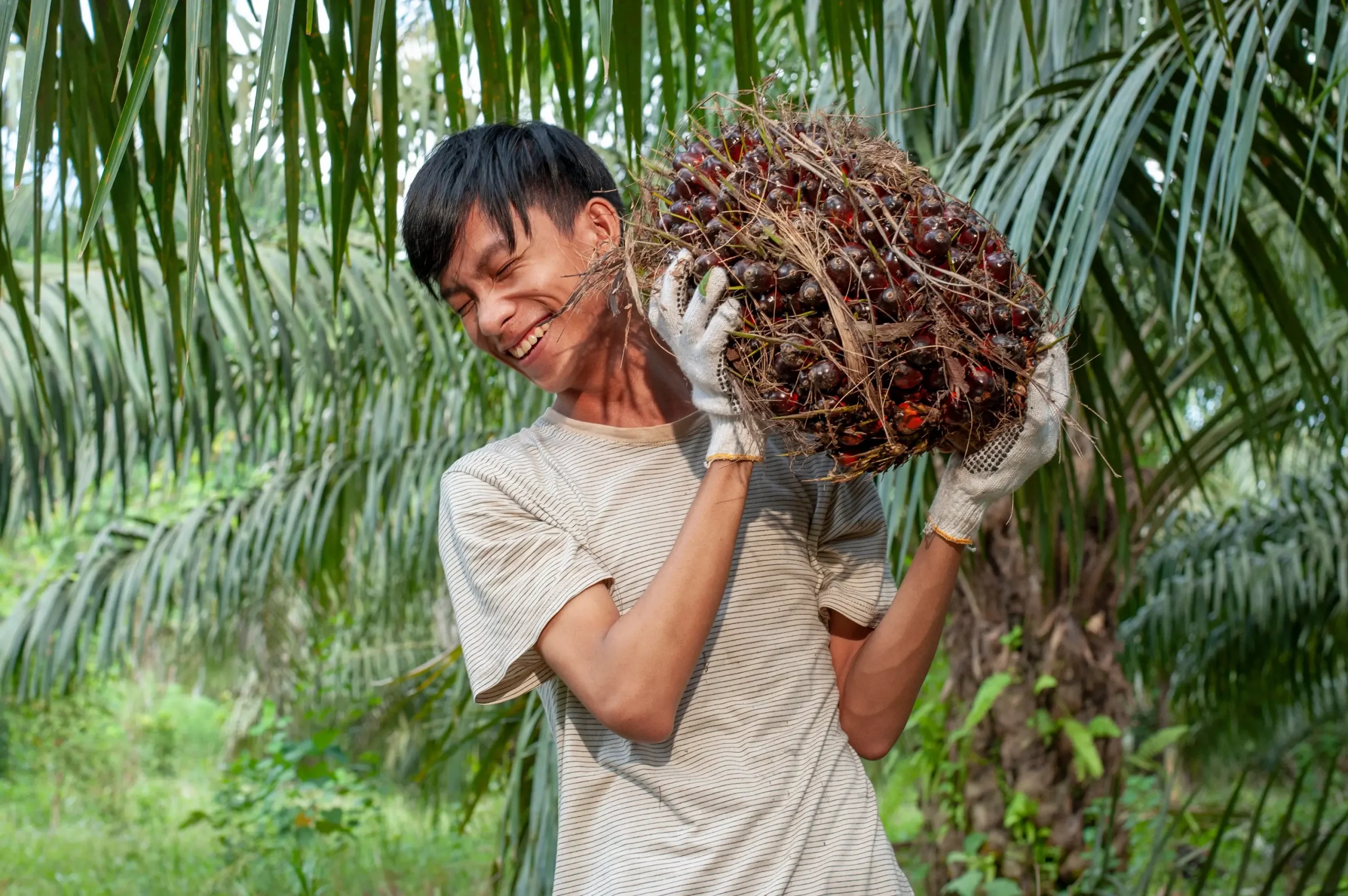 EUDR-Bestimmungen Palmöl: Ein Leitfaden